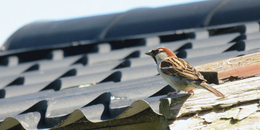 moineau sur un toit