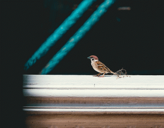 oiseaux-sous-faitiere-tuile-toit