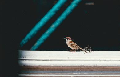 oiseaux-sous-faitiere-tuile-toit