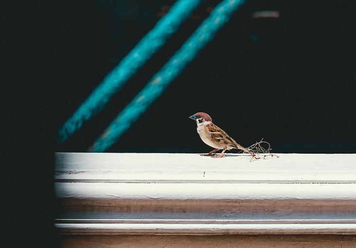 oiseaux-sous-faitiere-tuile-toit